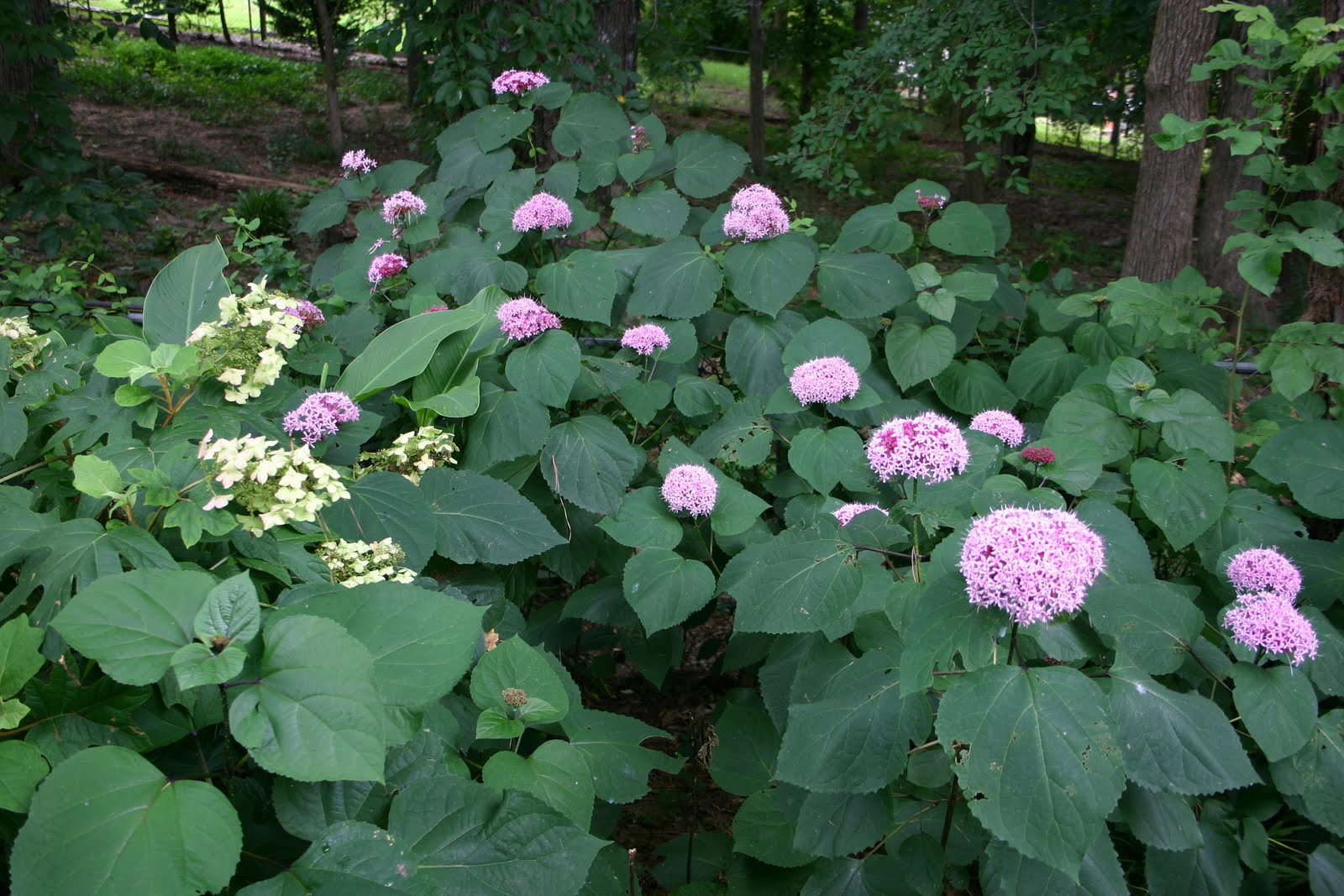 The Bunny Bungalow What S Blooming At The Bungalow