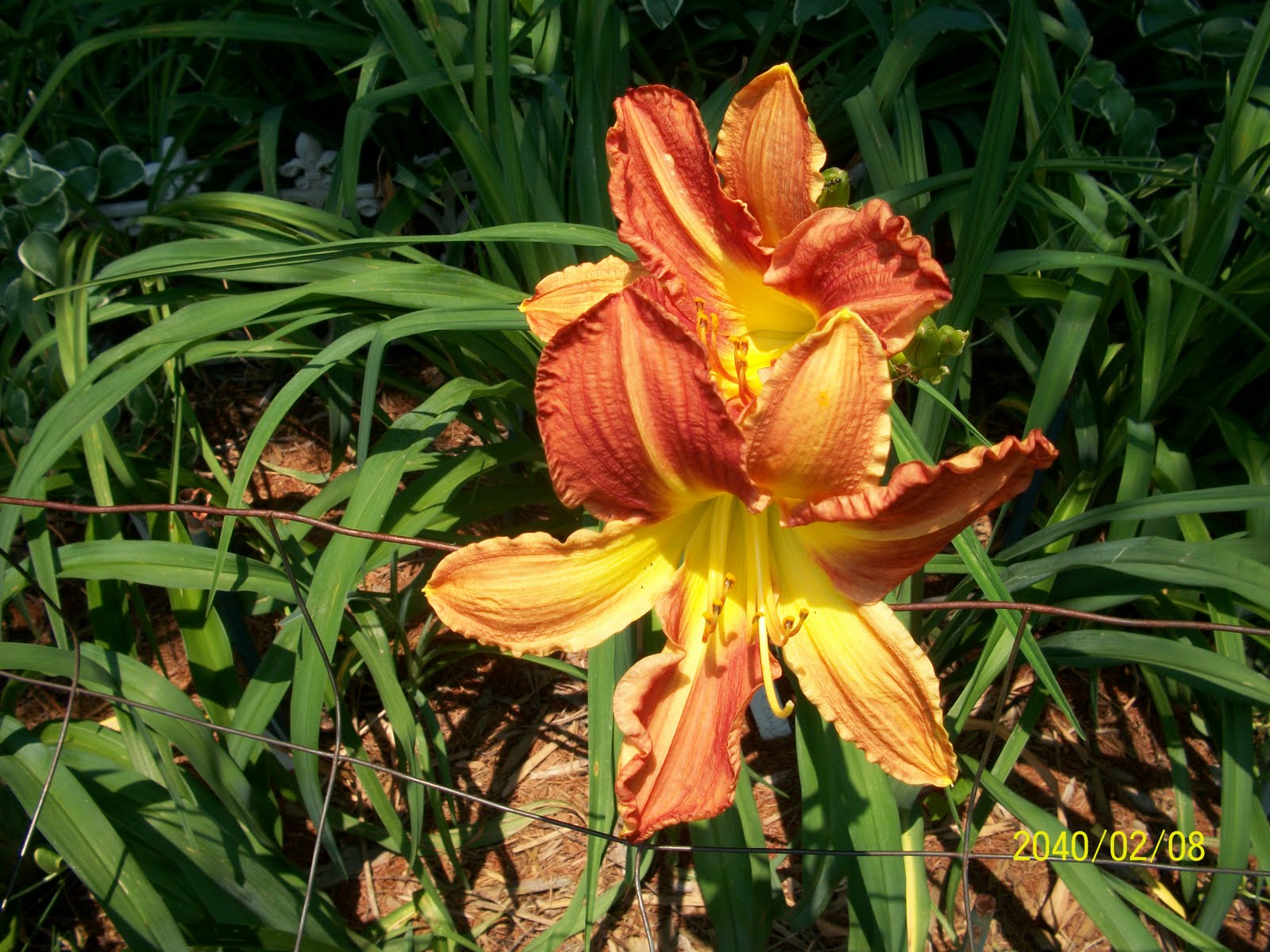 Todaylily Early Reblooming Daylilies