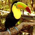 tucan..