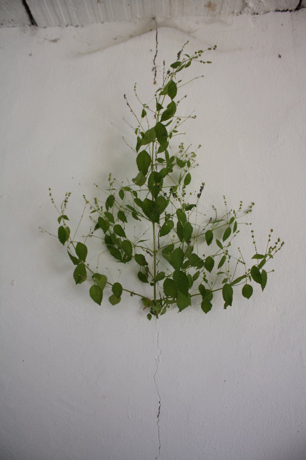 [Agarrada+à+vida+007.JPG]