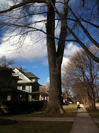 EXTRA CREDIT: BIGGEST TREE IN OAK PARK CUT DOWN! HOW OLD WAS THIS TREE? HOW BIG WAS IT?