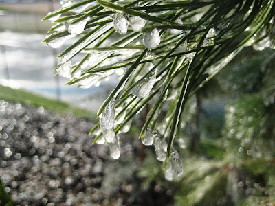 Roland Lee photo of ice on pine needles