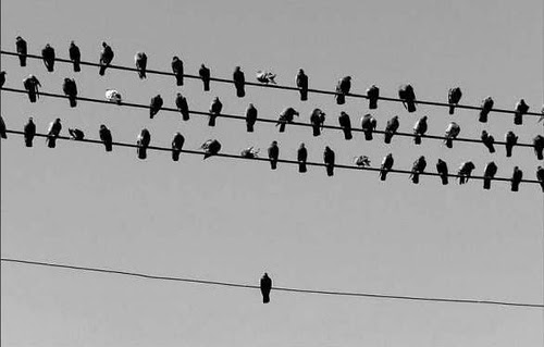 bird+wire+alone.bmp