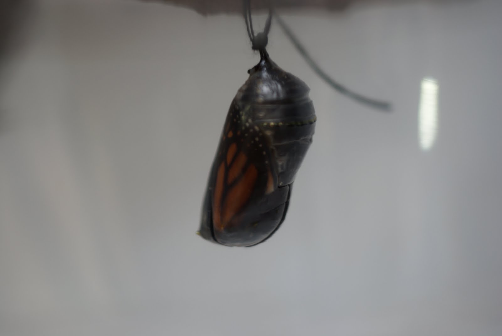 A Monarch Butterfly's Journey, 2010 The chrysalis