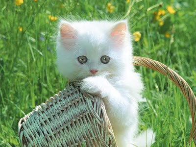 wallpaper kucing comel. wallpaper kucing comel. wallpaper kucing comel.