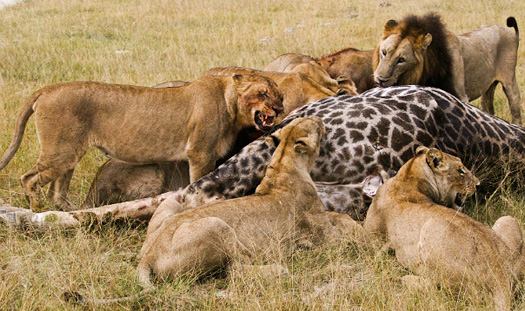 pride+of+lions+eats+giraffe.jpg