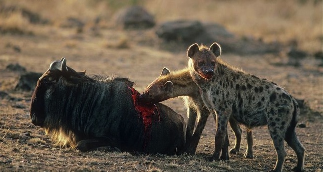 hyena-eating-wildebeest-africa.jpg