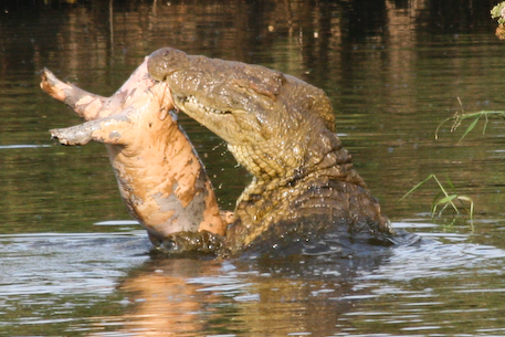 crocodile_eating_baby_hippopotamus.jpg