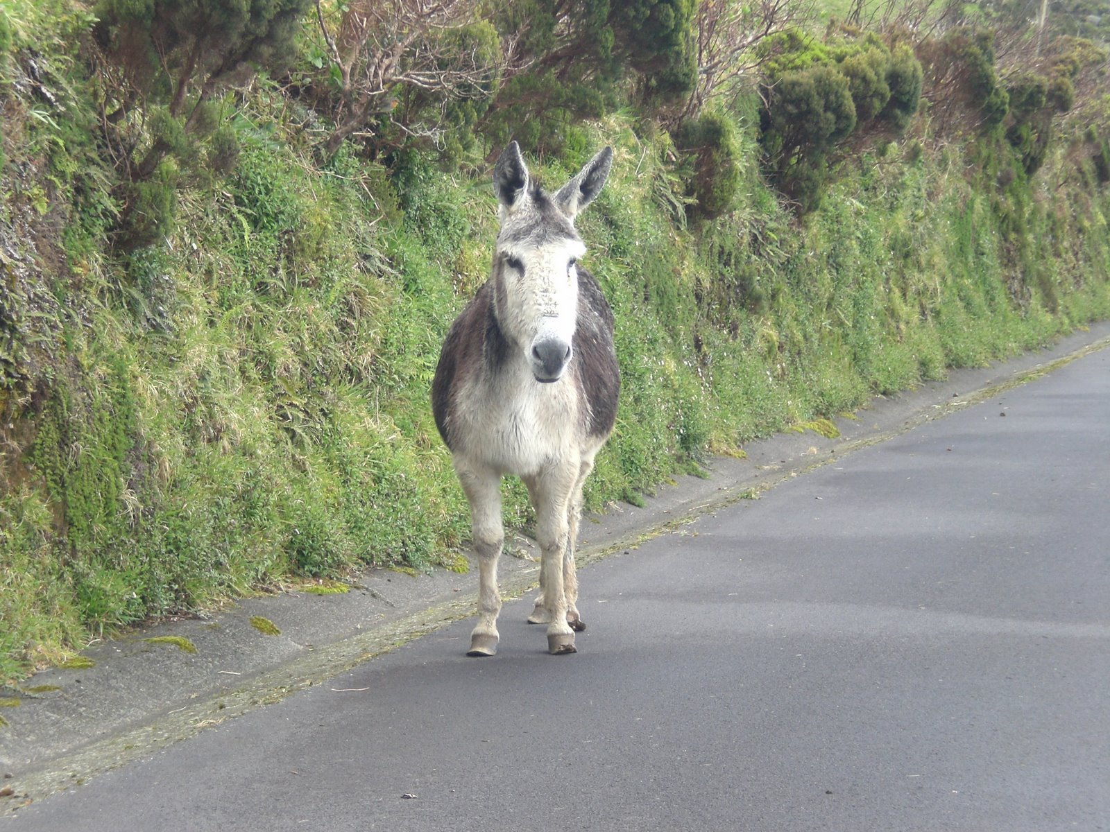 [pai+da+kika+sjorge+167.JPG]