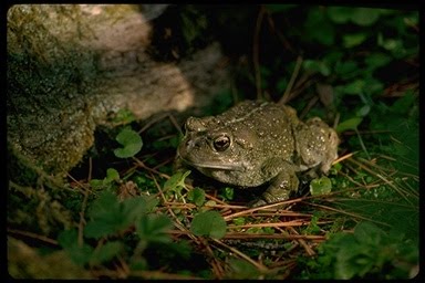[WesternToad2.jpeg]