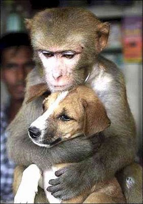 Animal Hug Pictures