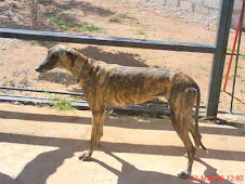 GALGA PERDIDA EN BARCELONA