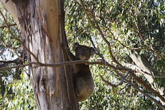 Real Koala
