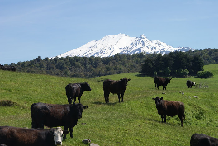 Cattle & Mount Ruapeho