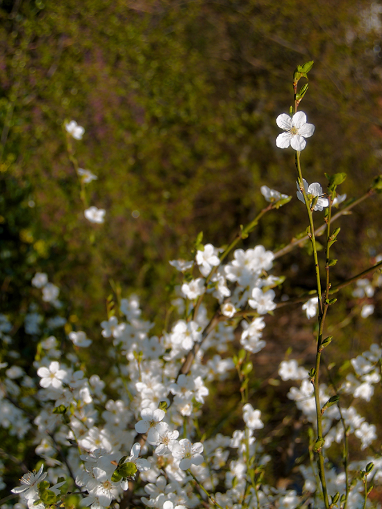 spring flowers, erlangen, germany - photo by Joselito Briones