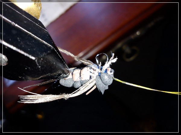 Cricket Fly