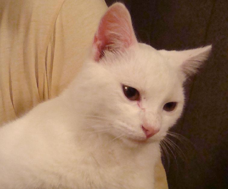 [gato+branco.jpg]