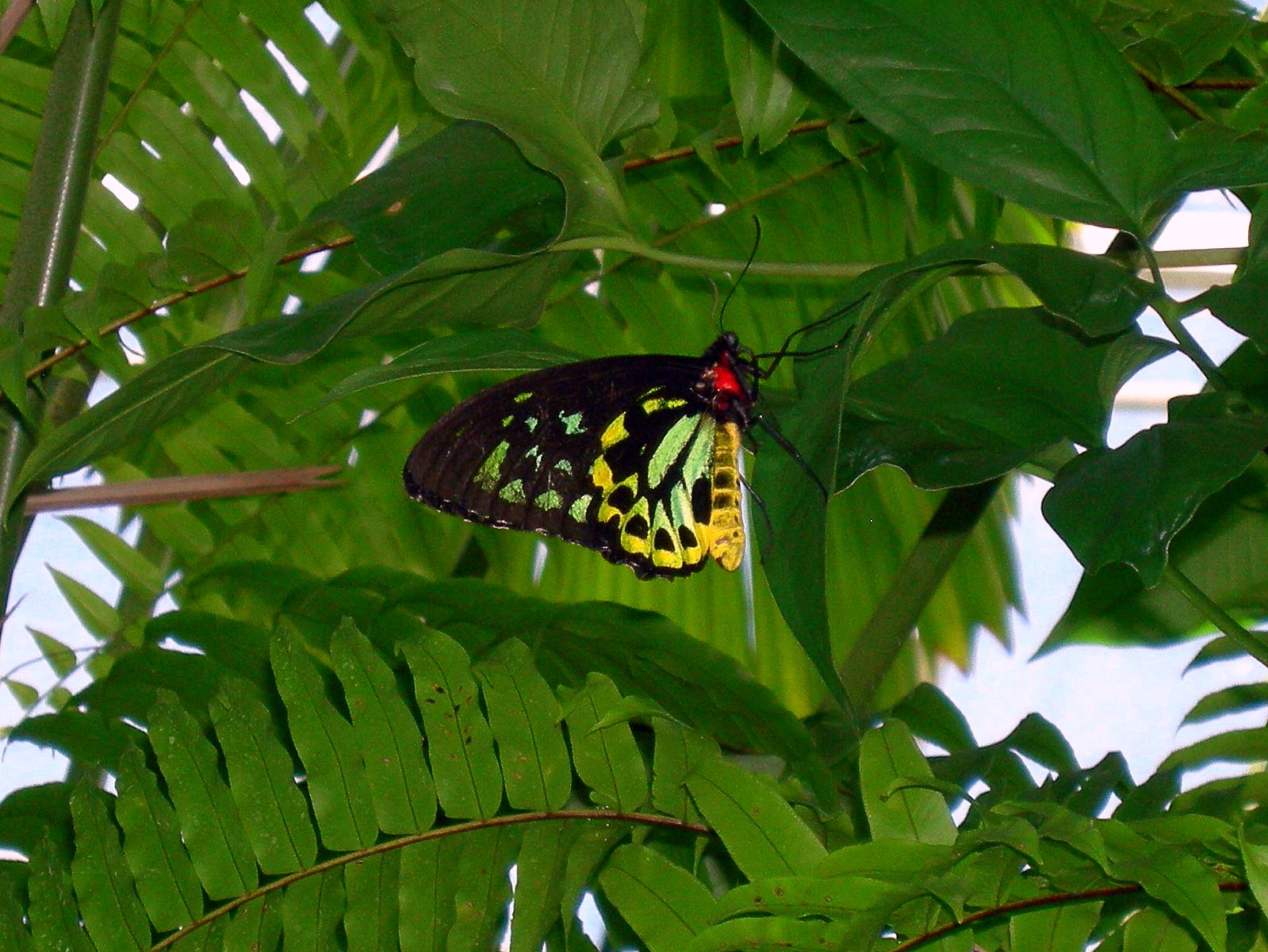 Tropical Far North Queensland 10. Kuranda Butterfly House