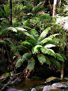 Phantom Falls Creek