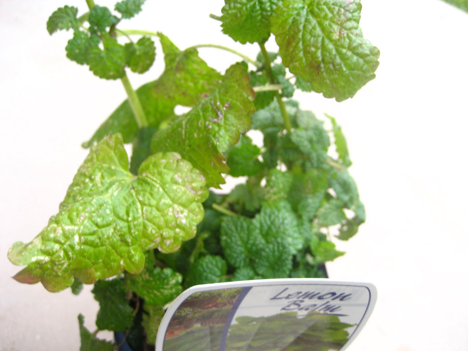 Lemon balm attacked by bugs