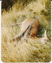 Red deer hind