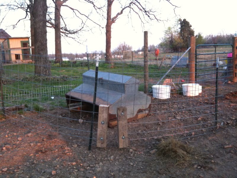 Geek Acres Creep Feeding For Goats