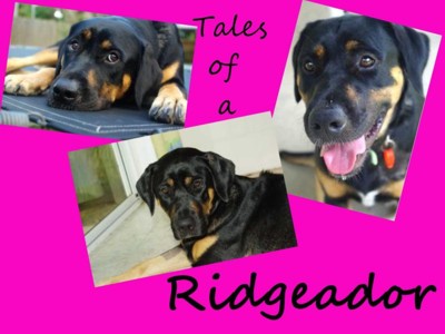 Tales of a Ridgeador