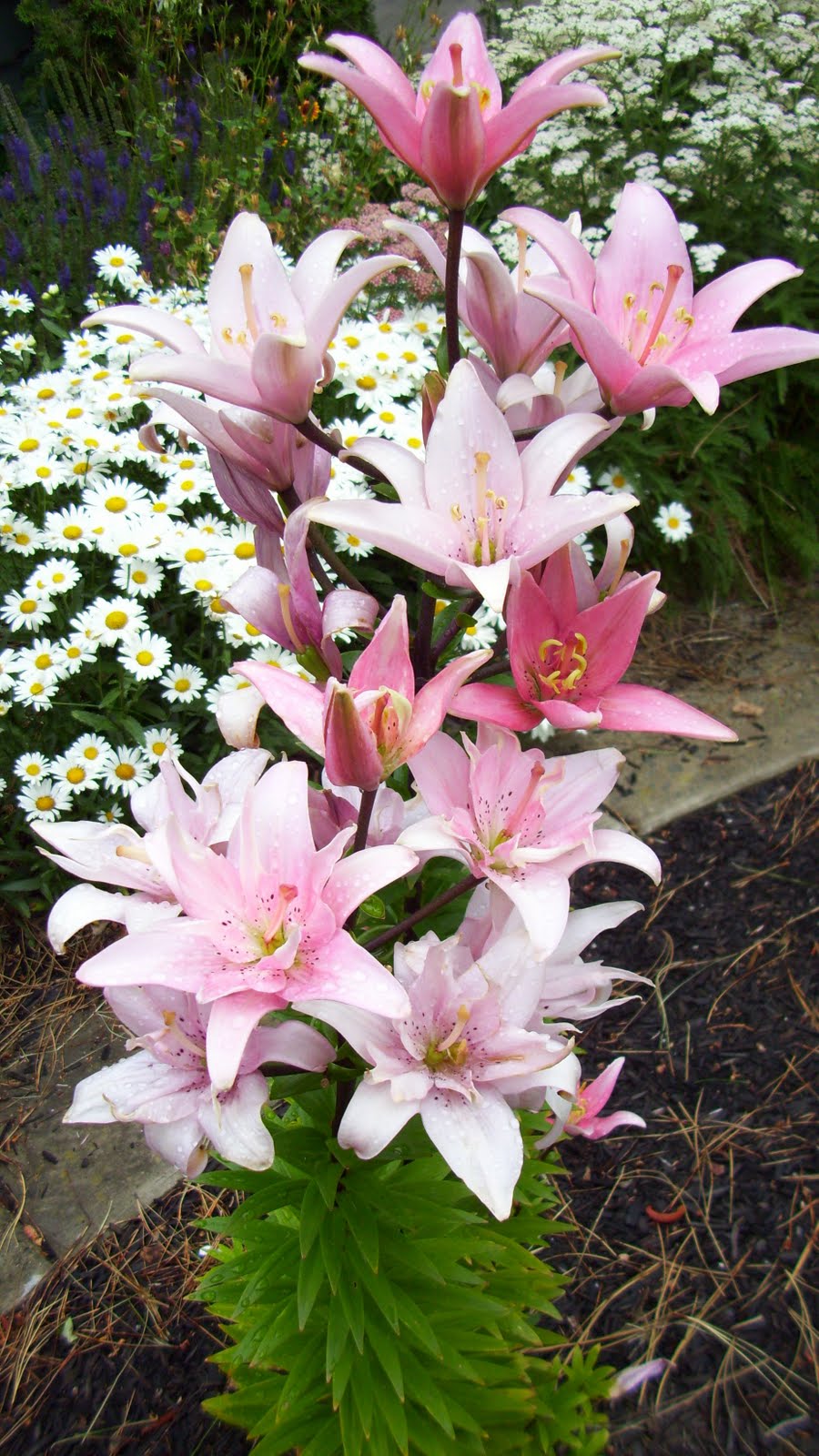 KHS Plant Library Lilium Lily Family