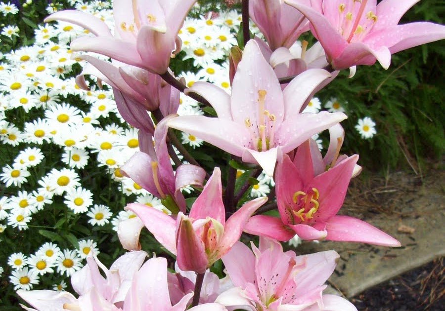 KHS Plant Library Lilium Lily Family