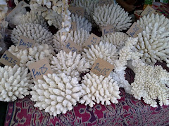 Coral For Sale???