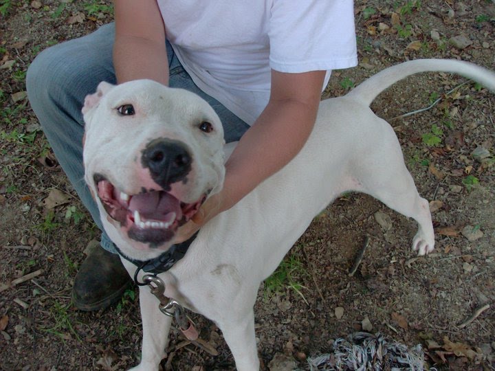 Pit Hound