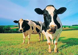 Present Day Cows