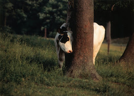 A shy cow?