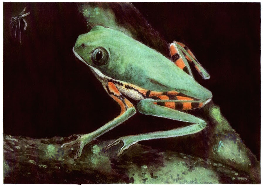 Andy's artwork Pastel frog