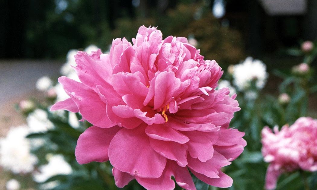 Dreams of a garden Fragrant Peonies