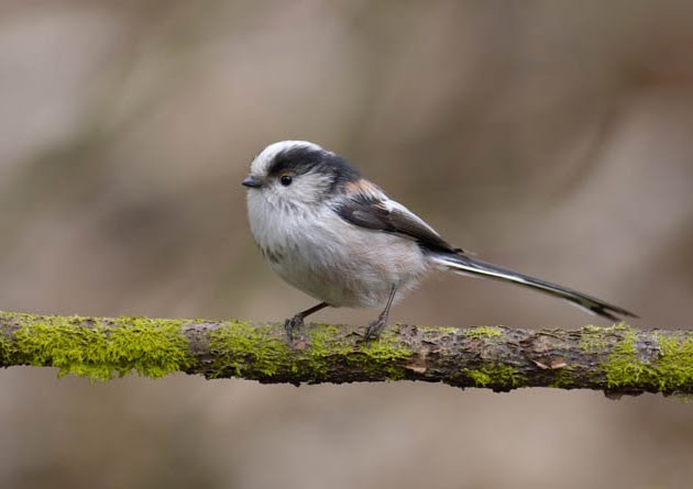 [longtailedtit.jpg]