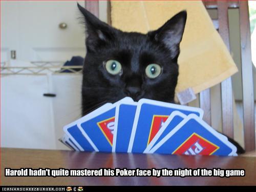 [funny-pictures-cat-plays-poker.jpg]