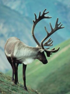 Reindeer Pics Reindeer Pics