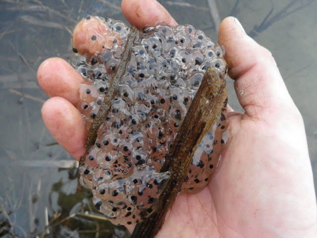 The Chronicles of Willapa...: More Backyard Stuff...