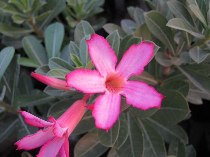 Rose Flower Jaipur India Bonsai Adenium Plant