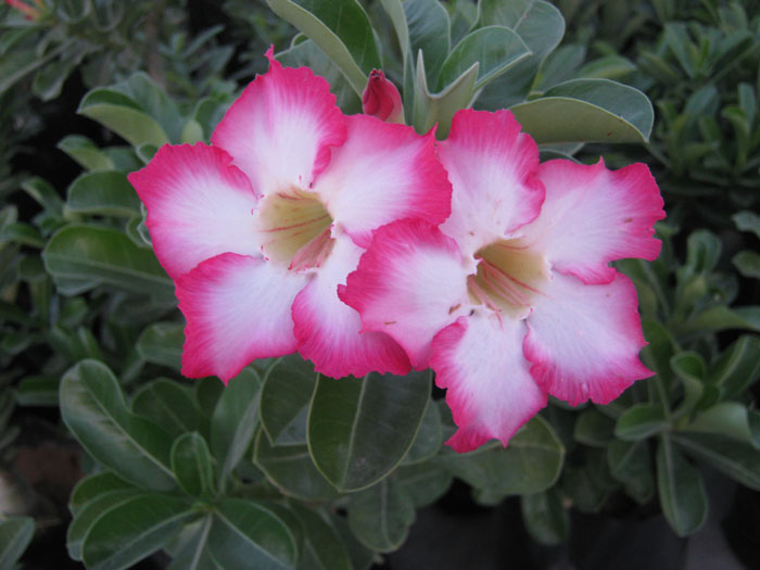Rose Flower Jaipur India Bonsai Adenium Plant