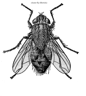 picture of cluster fly