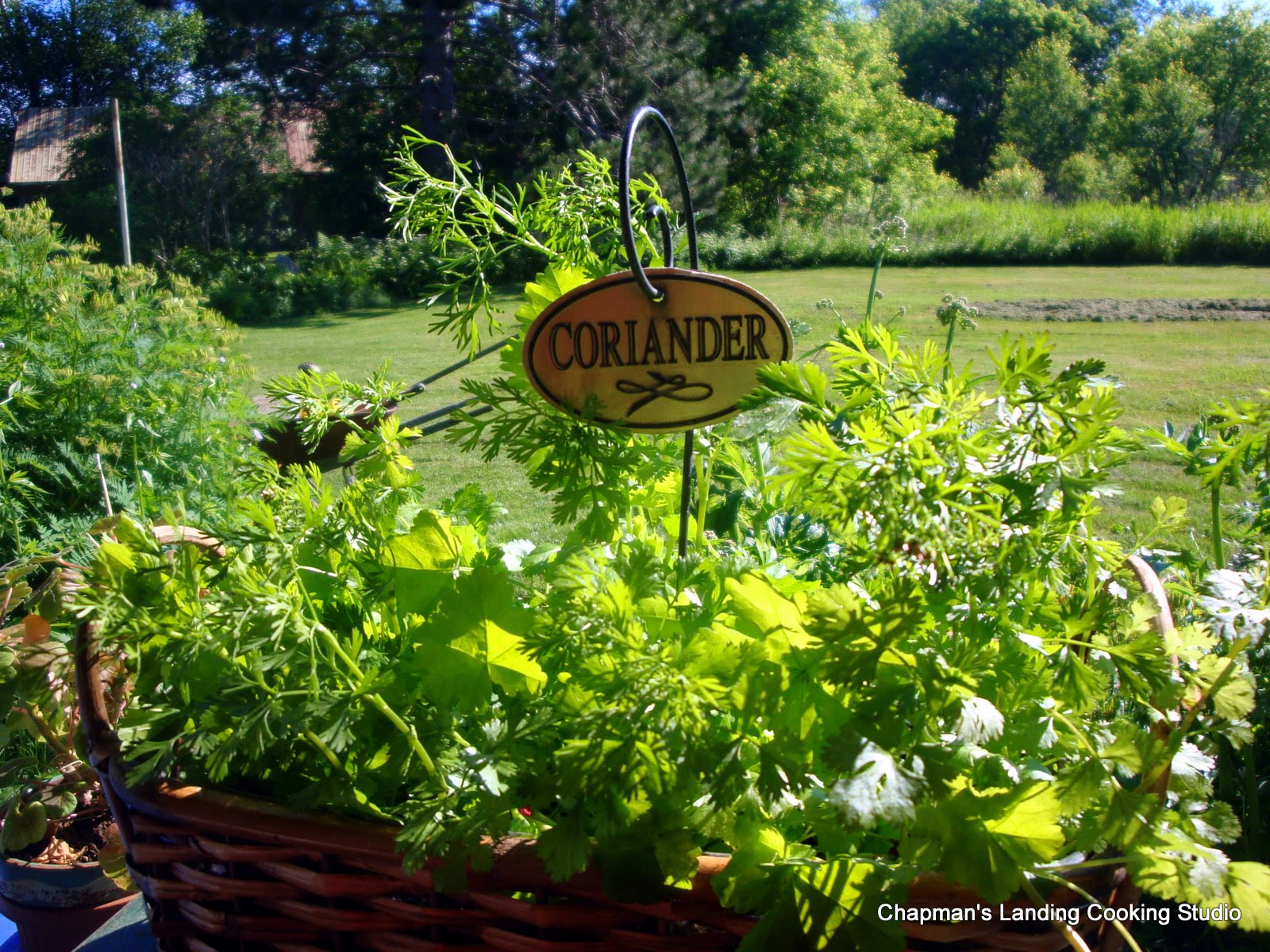 Nancy Guppy, Registered Dietitian (RD): Starting cilantro indoors