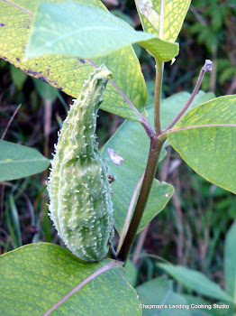 Milk Weed pod