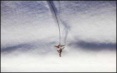 [Snow+BlossomBlog.jpg]
