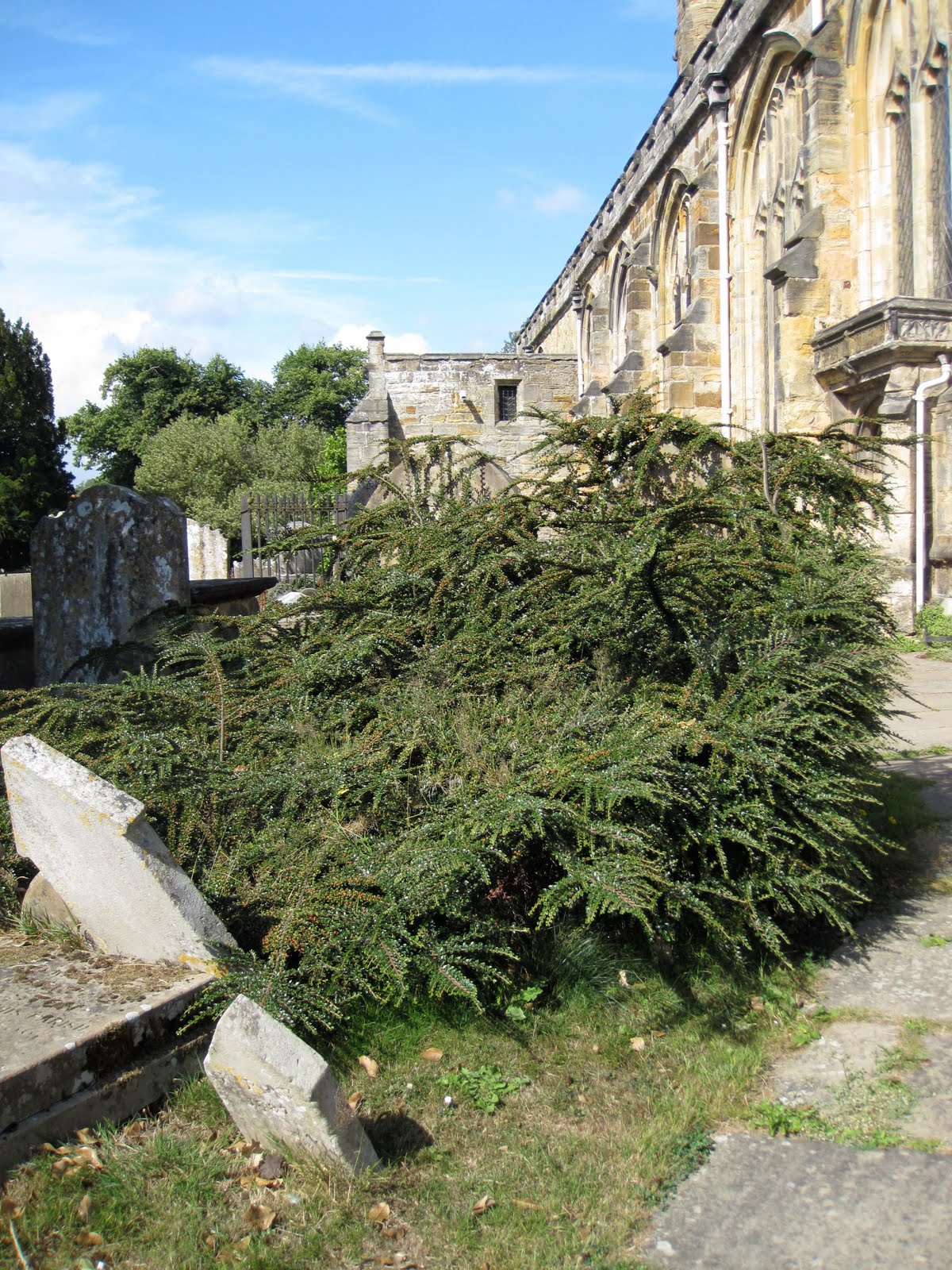 Orto Di Casa Cecconi When The Cotoneaster Swallowed A Sibiraea