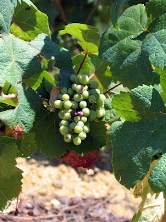 Tannat grapes from Madiran