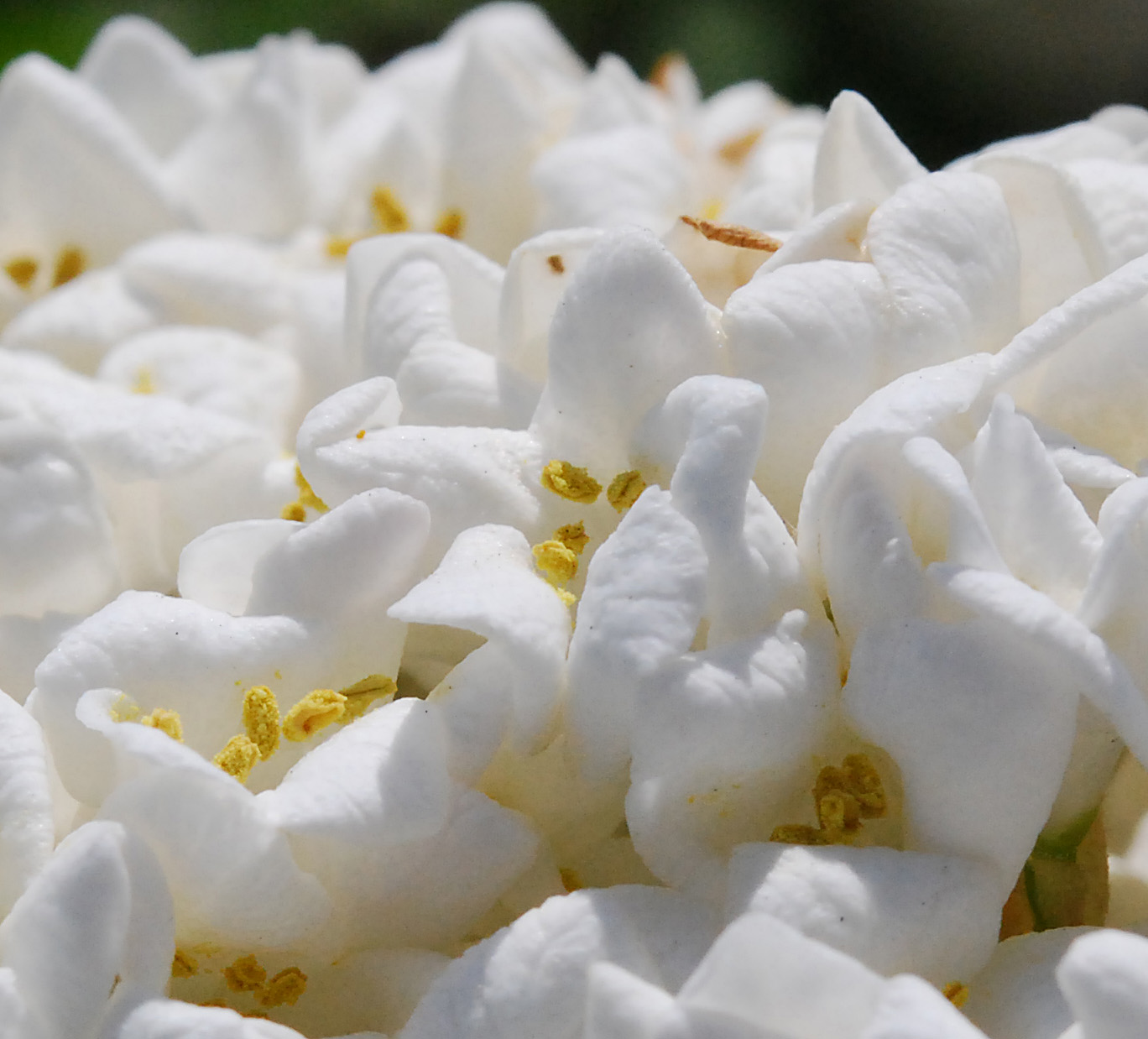 Popcorn Plant Pictures