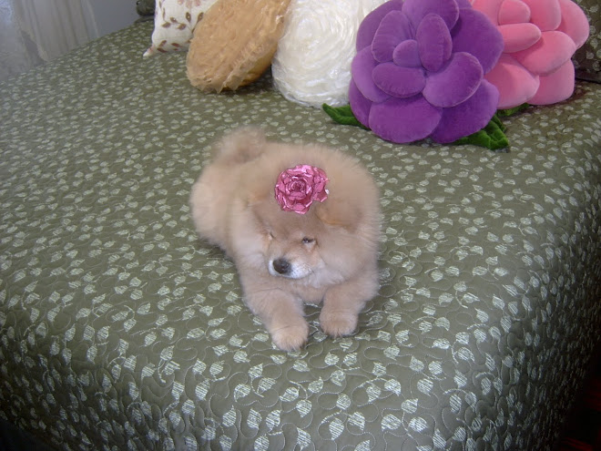 Crystal minha Chow Chow com 4 meses