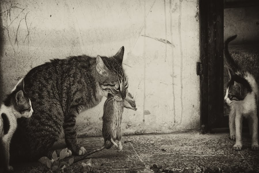 Fotografhane kedi fare 7